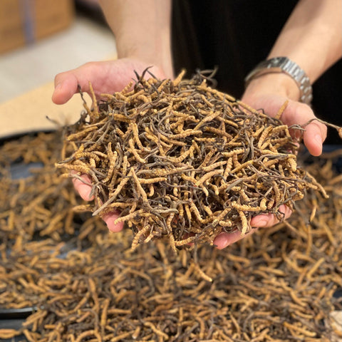 蟲草冬蟲夏草分別｜蟲草CS-4是什麼？有何功效與副作用？