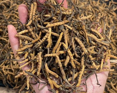 冬蟲夏草功效與禁忌 | 冬蟲夏草好處與副作用詳解