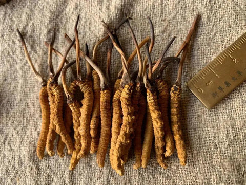 揭秘冬蟲夏草的秘密： 冬蟲夏草是什麼？是蟲嗎？