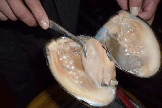 珍珠肉是什麼？詳解珍珠肉功效及燉湯食療方法