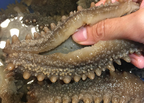 海參發唔大？一文教你正確乾海參處理方法及泡發過程