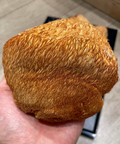野生猴頭菇