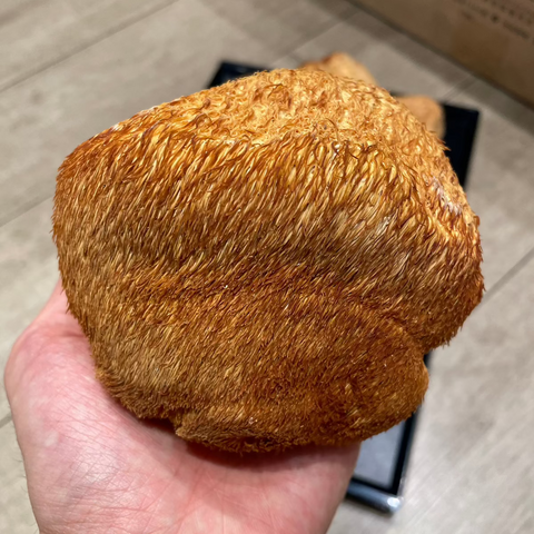 野生猴頭菇