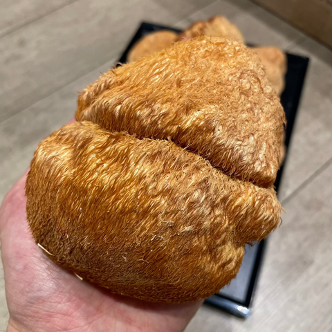 野生猴頭菇