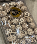 白種花寸姑