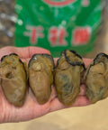 日本蠔豉