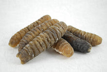 將圖片載入圖庫檢視器 Sea_Cucumber_Aus

