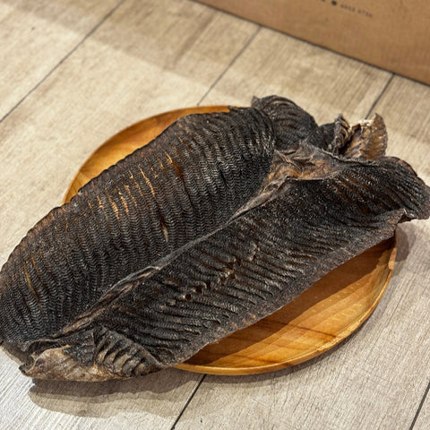 膨魚鰓