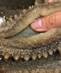 sea cucember