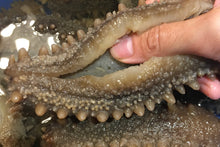 將圖片載入圖庫檢視器 sea cucember
