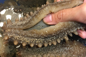 sea cucember