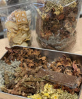 解熱降火六花茶
