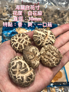 日本海龍白花寸菇