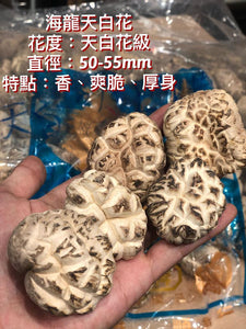 日本海龍天白花菇
