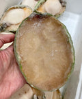 珍寶青邊鮑