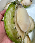 珍寶青邊鮑