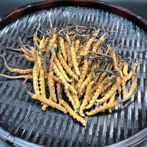 西藏珍品冬蟲草