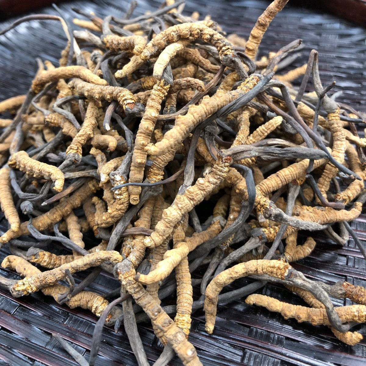 西藏野生冬蟲夏草| 五大保證| 西藏精選冬蟲草– 均成辦館