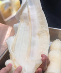 扎膠公肚