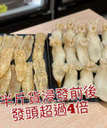 澳洲金龍肚
