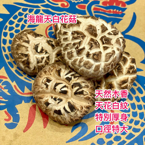 日本海龍菇