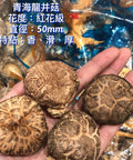 日本海龍牌青龍厚並菇