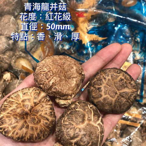 日本海龍牌青龍厚並菇