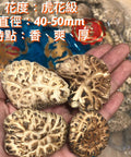 日本海龍虎花菇