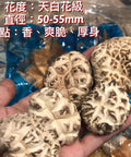 日本海龍天白花菇