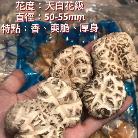 日本海龍天白花菇