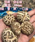 日本海龍白花寸菇