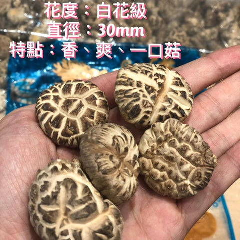 日本海龍白花寸菇