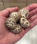 白花一口菇