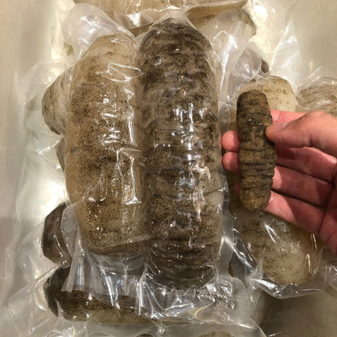 即用南澳禿參