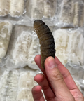 即用禿森