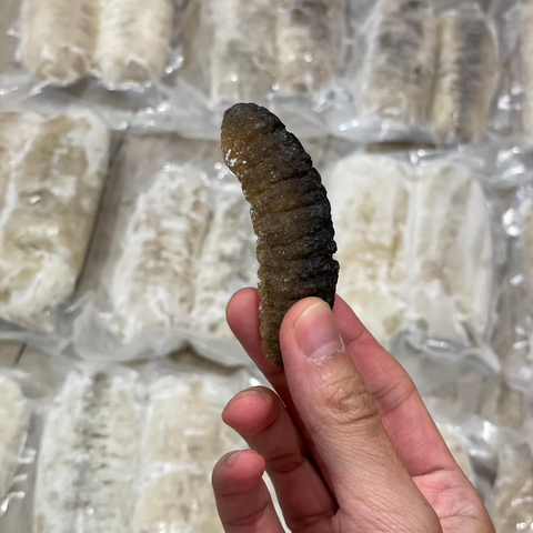 即用禿森