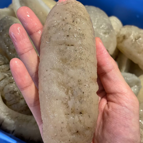 即用南澳禿