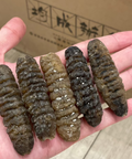 南澳禿參