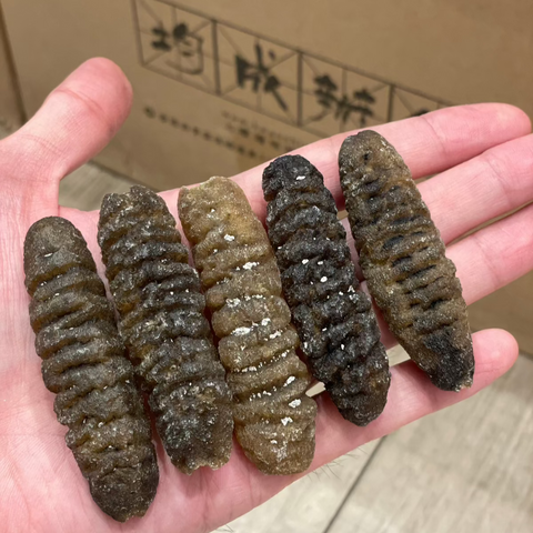 南澳禿參