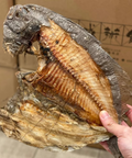 大地魚