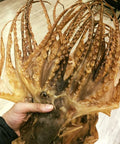 特大章魚