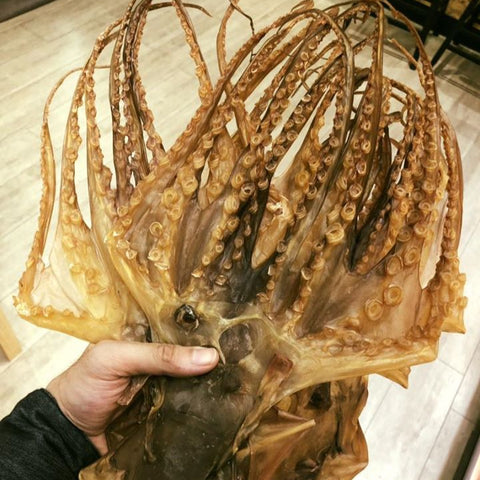 特大章魚