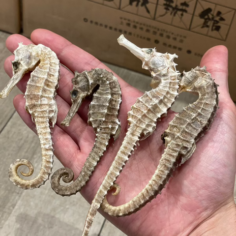 頂級泰國海馬