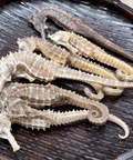 泰國頂級海馬