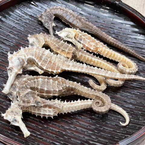 泰國頂級海馬